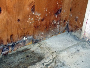 Mold Damage