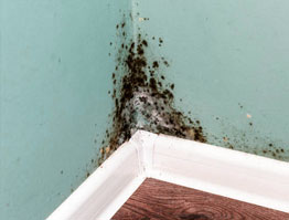 Mold Remediation