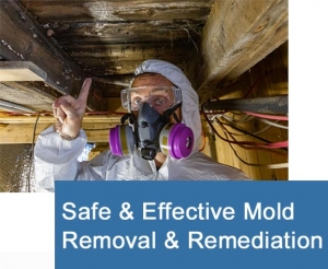 Effective Mold Removal and Remediation Steps