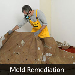 Mold remediation removing carpet because of mold