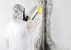 mold cleanup and removal