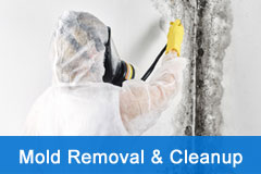 Mold Removal Cleanup