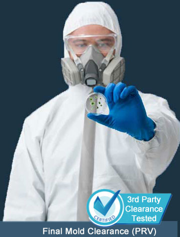 mold removal remediation expert